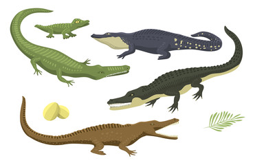 Cartoon green crocodile danger predator and australian wildlife river reptile carnivore alligator with scales teeth flat vector illustration.