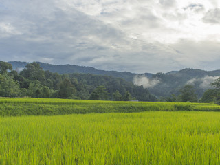 Obraz premium Green rice field with mountain.