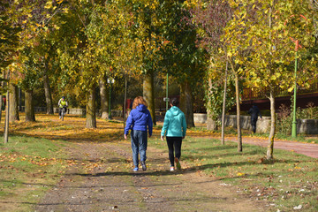 Fototapeta premium caminando bajo los árboles