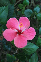 pink flower