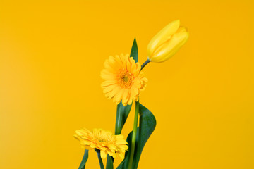 gerbera