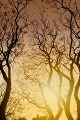 Leafless tree branches in winter season