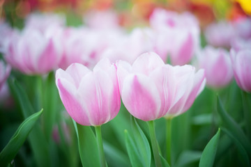 Tulip. Beautiful bouquet of tulips. colorful tulips. tulips in spring,colourful tulip,vintage tone
