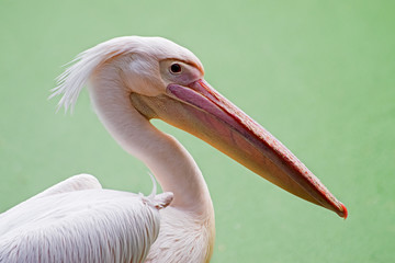 Portrait of pelican birds , Kolkata, West Bengal, India