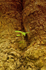 New leaves born on old tree