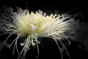 Artistic flower photograph