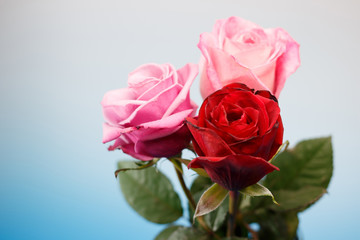 薔薇の花