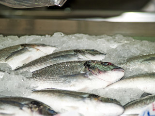 Gilt-head bream (Sparus aurata) on a fish shop