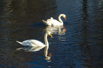 Swans a swimming