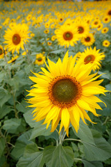 Obraz premium ヒマワリの花