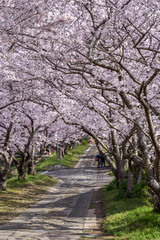 桜のアーチ