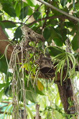 Orchid flower was hanged under the big tree