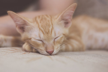 Fototapeta na wymiar Three-months-old orange-white mixed kitten falling asleep on sofa beside master. Retro effect. Selective focus.