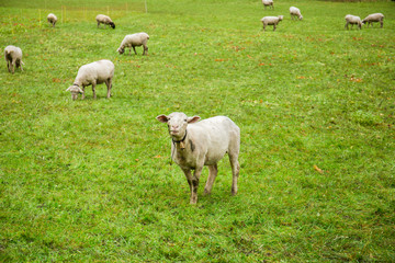 Naklejka na ściany i meble A sheep on the farm