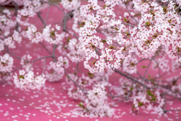 桜の花