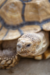 ケヅメリクガメ