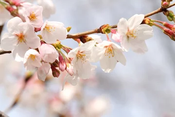 Crédence de cuisine en verre imprimé Fleur de cerisier Sakura (cerisier Yoshino)