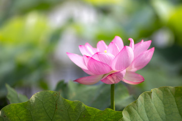 Fototapeta premium 蓮の花