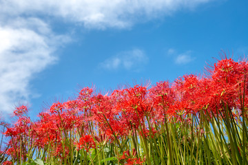 彼岸花と青空