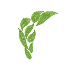 drawing green bunch leaves natural vector illustration eps 10