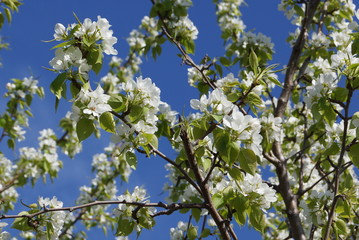 Flowering apple branch against the sky 