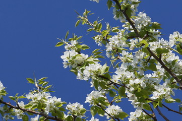 Flowering apple branch against the sky 
