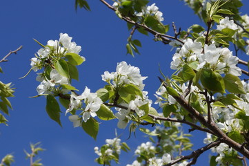 Flowering apple branch against the sky 