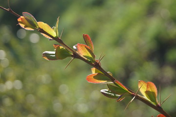 Young leaves of barberry on a green background 