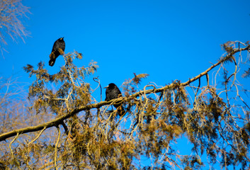 Crows on a thuja tree branch