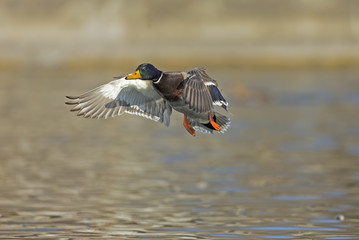 mallard duck flying