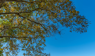 Obraz premium Thailand tropical forest