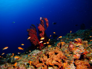Fototapeta na wymiar 珊瑚礁の水中風景