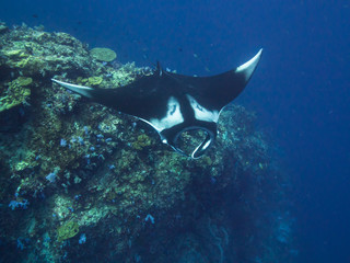 Oceanic Manta ray from above coming off a cleaning station