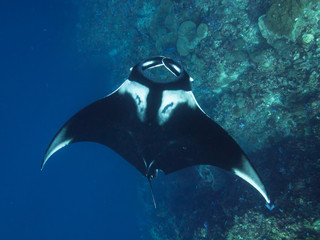 Oceanic Manta ray  from above with coral reef beneith