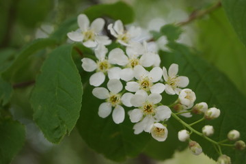 bird cherry flowers 