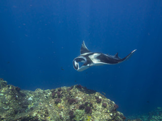 Giant Manta ray over a cleaning station with sun rays beaming down, shot from the side.