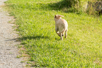 A naughty yellow Labrador puppy runs away across a grassy park.
