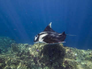 Giant Manta ray over a cleaning station with sun rays beaming down, shot from the side.