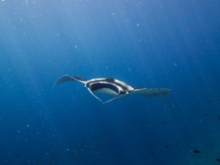 Giant Manta ray in blue water with sun rays beaming down, shot from the front.