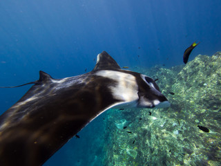 Obraz premium Close up of a Giant Manta ray from the side with a coral reef in the background and sun rays beaming down. 