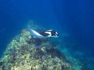 Giant Manta ray on getting cleaned on cleaning station on a coral reef ridge.	