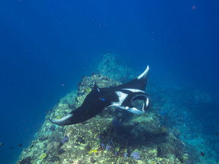 Naklejka na ściany i meble Giant Manta ray on getting cleaned on cleaning station on a coral reef ridge. 