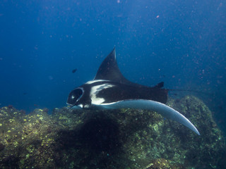 Giant Manta ray on getting cleaned on cleaning station on a coral reef ridge.	