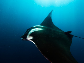 Giant Manta ray on getting cleaned on cleaning station on a coral reef ridge. Photo taken from above left pectoral fin