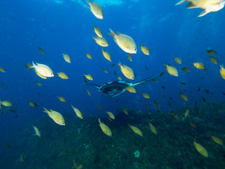 Fototapeta na wymiar Giant Manta ray swimming with a school of fish in the foreground and sun rays beaming down. 