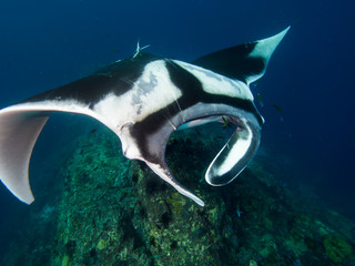 Close up of a Giant Manta ray swimming towards the camera.