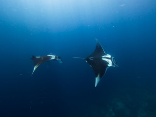 Giant Manta ray chasing each other 
