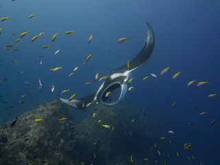 Giant Manta ray swimming with a school of fish in the foreground.