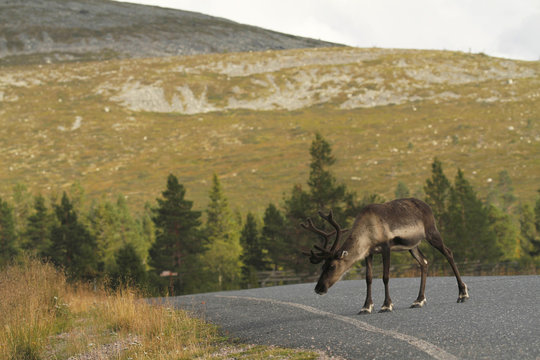 Fototapeta Reindeer on the drive way near the Pallastunturi nature center in Pallas-Yllästunturi National Park in Muonio, Finnish Lapland.