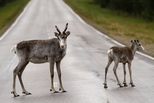 Female reindeer with calf on the drive way near Sodankylä, in Finnish Lapland.